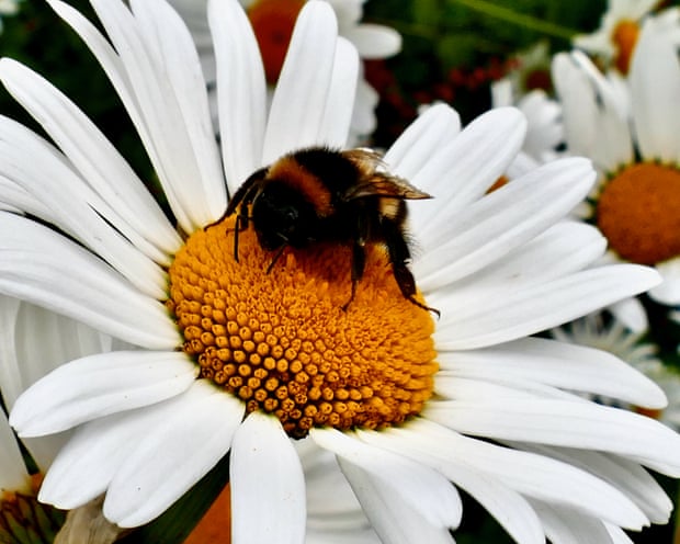 A bee