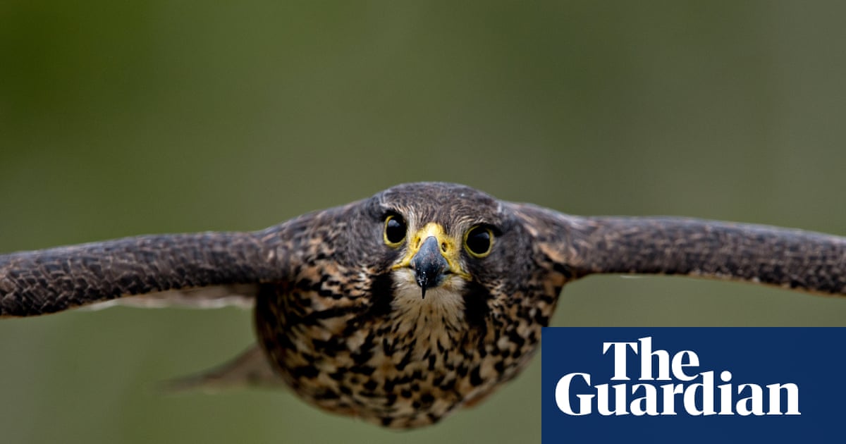 Threatened kārearea falcon wins New Zealand’s 2025 bird of the year