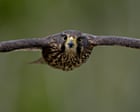 Threatened kārearea falcon wins New Zealand’s 2025 bird of the year
