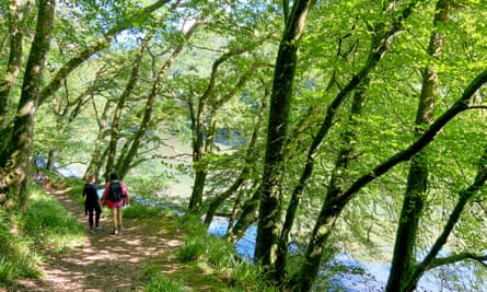 Two hikes walking alongside a wooded estuary, near Looe, Cornwall