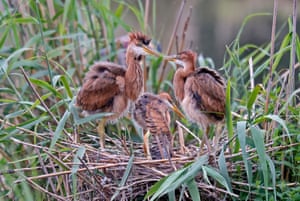 Garça-roxa (Ardea purpurea) brota em seu ninho na reserva natural da Alemanha Wagbachniederung em Waghäusel, perto de Karlsruhe