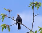 Blackbird's Unique Song Captures Attention in Stoke-on-Trent