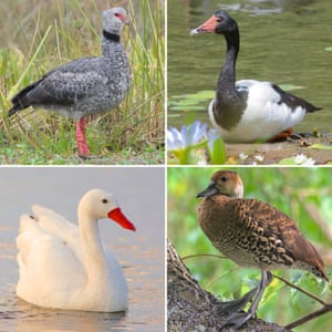 Anseriformes: living representatives of the major lineages of duck-like birds. Clockwise from upper left: Southern Screamer (Anhimidae), Magpie Goose (Anseranatidae), West Indian Whistling Duck (Anatidae), Coscoroba Swan (Anatidae).