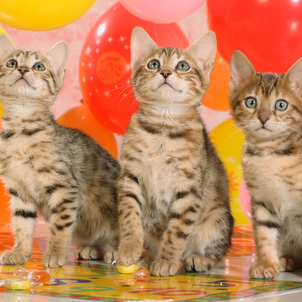 The Truth About Animal Charities Cats And Dogs William Macaskill Opinion The Guardian