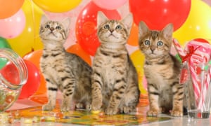 The Truth About Animal Charities Cats And Dogs William Macaskill Opinion The Guardian