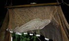 Stranded beluga whale removed