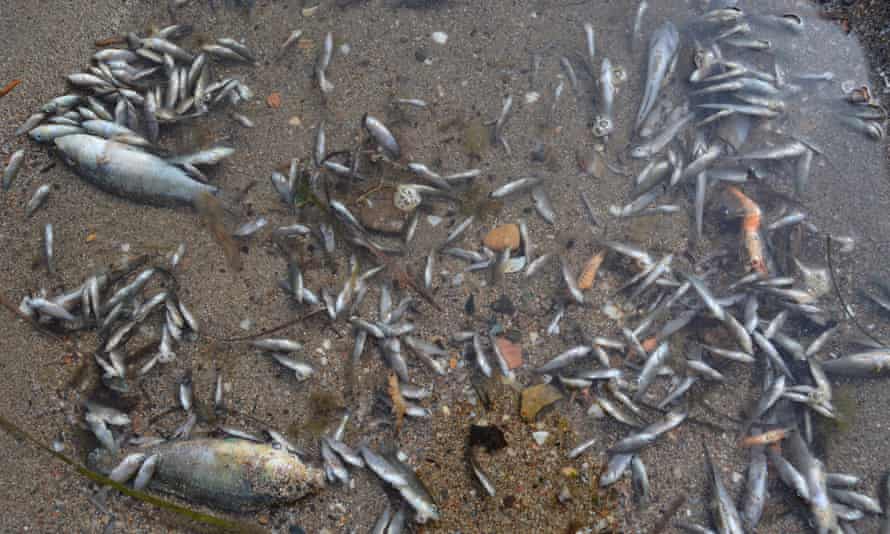 Dead fish and shrimp found in the Mar Menor lagoon in Murcia, Spain