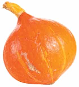 Red kuri squash.