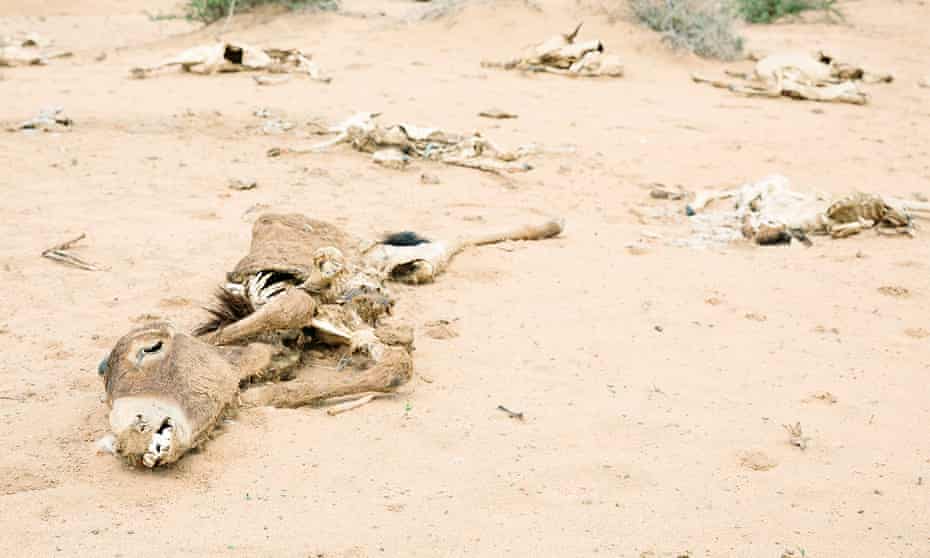 Dead animals near Kalawleh, Somaliland