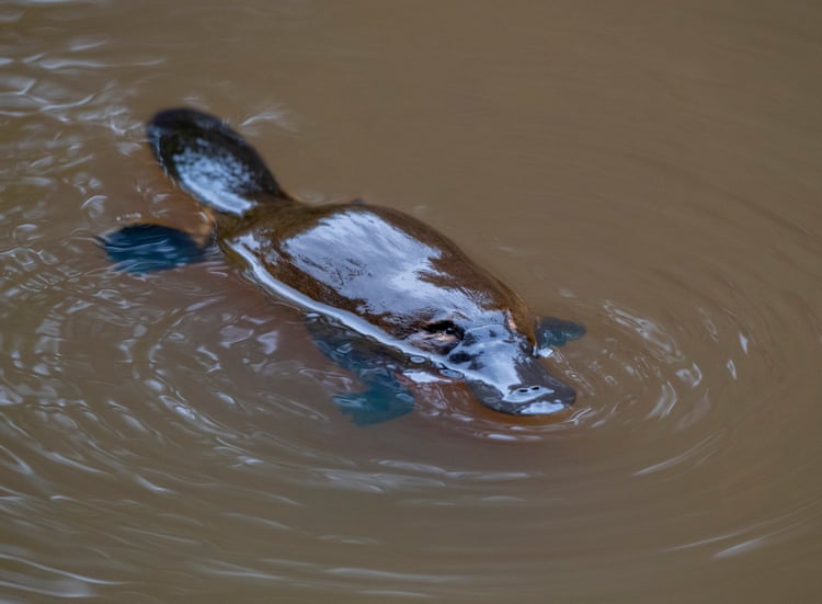 Monotreme dreams: the plan to reintroduce platypuses into Adelaide’s once ‘noxious’ river
