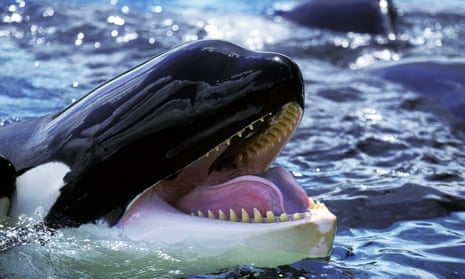 A killer whale.