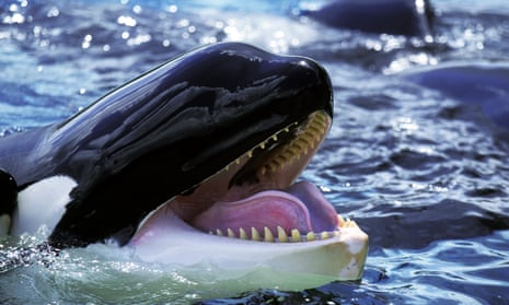 An adult orca with open mouth