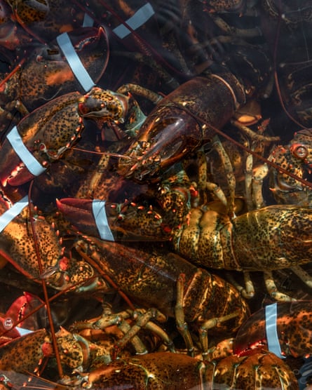 Several dark lobsters with their claws taped shut