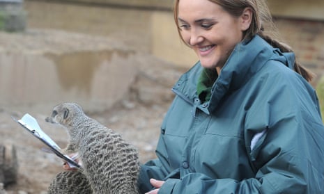 Caroline Westlake, counting meerkats at London zoo