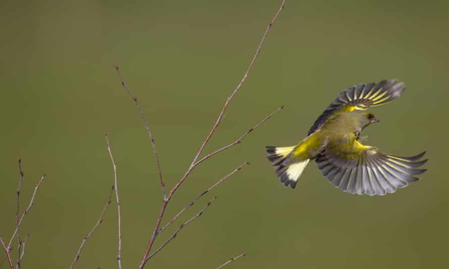 A greenfinch in flight.