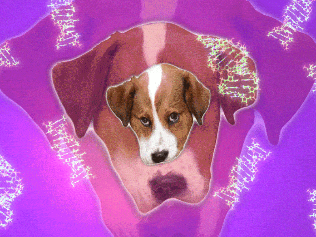 Stop Mansplaining My Dog To Me Decoding My Pup S Dna Life And