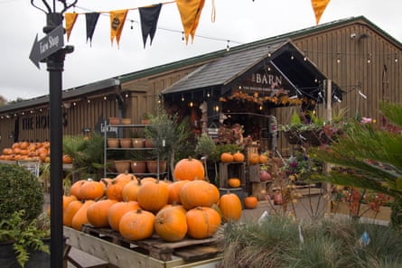 Display of large orange pumpkins for sale outside the barn at the farm shop.