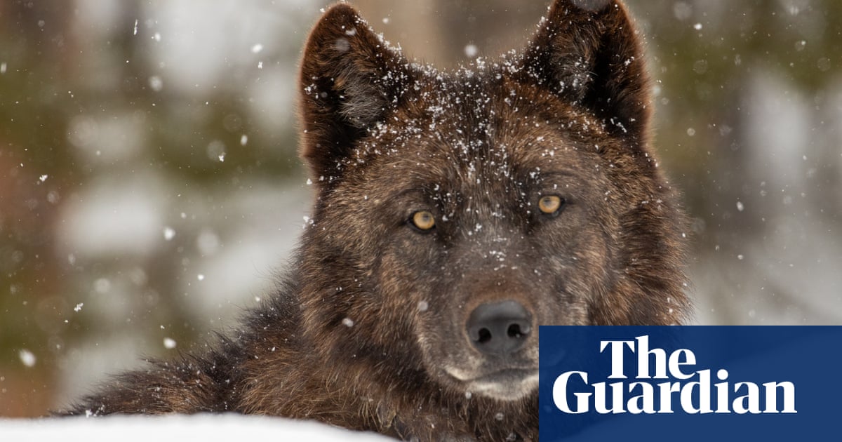 ‘People may be overselling the myth’: should we bring back the wolf?