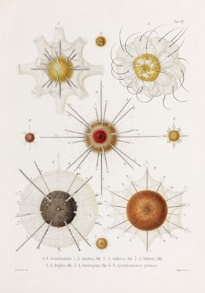 Monograph on the Radiolaria, vol. 1, 1862, plate 15