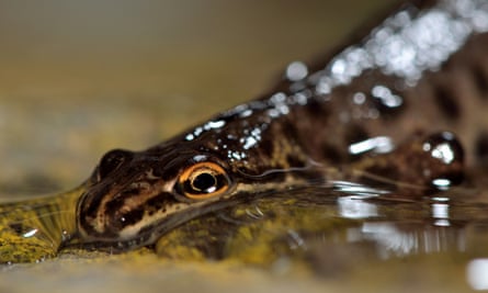 A smooth newt in a puddle
