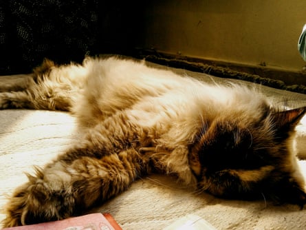 Cat lies on blanket