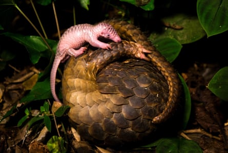 Mother and baby pangolin