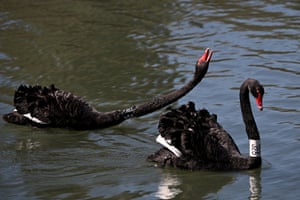 Swans interact on Melbourne’s Albert Park Lake, Australia. The swans are part of a research study by the University of Melbourne to monitor the birds’ movements, behaviour, and health using numbered neck collars
