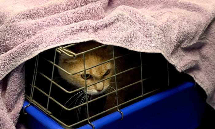 Hundreds And Hundreds Of Kittens The Volunteers Saving Strays As