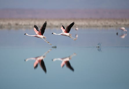 Two flamingos taking off at a lagoon in a desert