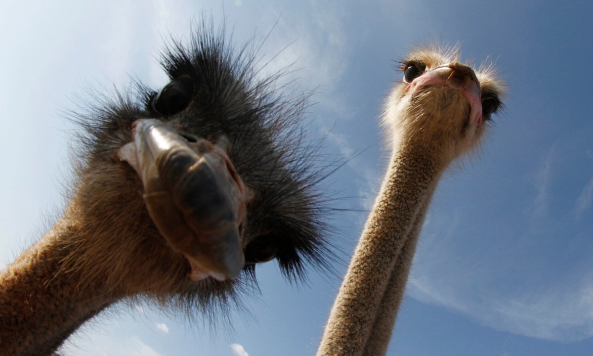 Life won't find a way: how an ostrich halted plans for a real-life ...