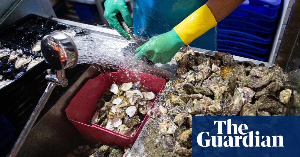 NSW oyster farmers devastated by QX parasite outbreak and back-to-back floods