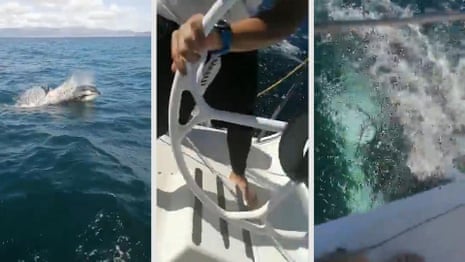 'It broke the rudder!': orcas damage Spanish naval yacht – video