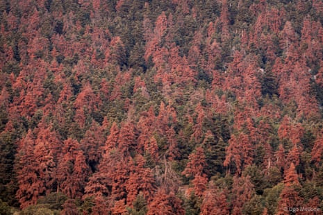 A forest of mainly dead fir trees.
