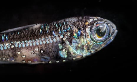 A lanternfish displays bioluminescent photophores.