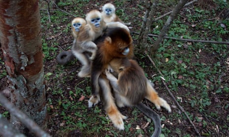 Golden Monkeys seen in Shengnongjia National Nature Reserve in China, Surpassing 1300, the amount of golden monkeys living in Shengnongjia National Nature Reserve has doubled since 1990. The rare golden monkeys are on the verge of extinction and live in groups led by one adult male. 