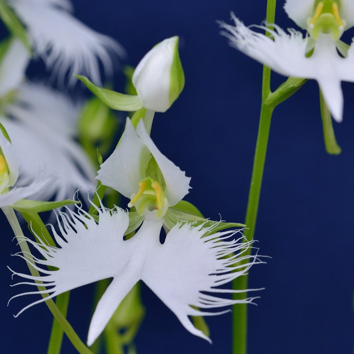 Plant Hardy Orchids For Dazzling Summer Blooms Gardening Advice The Guardian