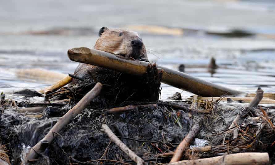 A beaver