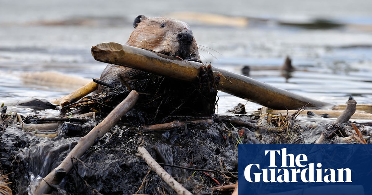 Dam it: beavers head north to the Arctic as tundra continues to heat up