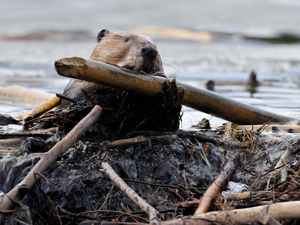 Beavers are just being beavers': friction grows between Canadians and animals | Canada | The Guardian