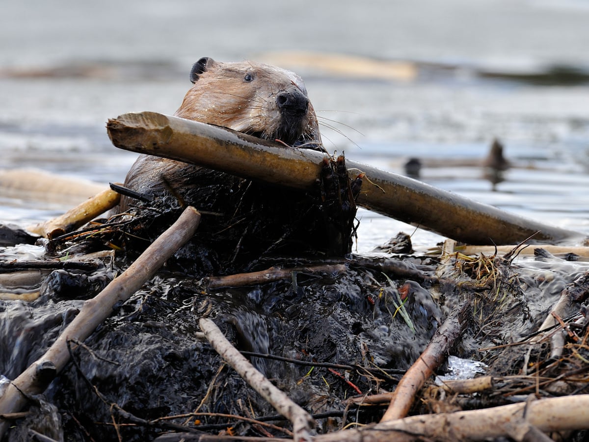 Beavers are just being beavers': friction grows between Canadians and  animals | Canada | The Guardian