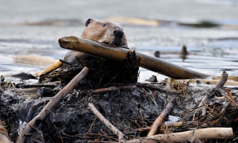 A wet beaver climbing up onto his wet muddy dam with a new stick to add to the building structure.