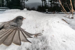 A dark-eyed junco spreads its wings