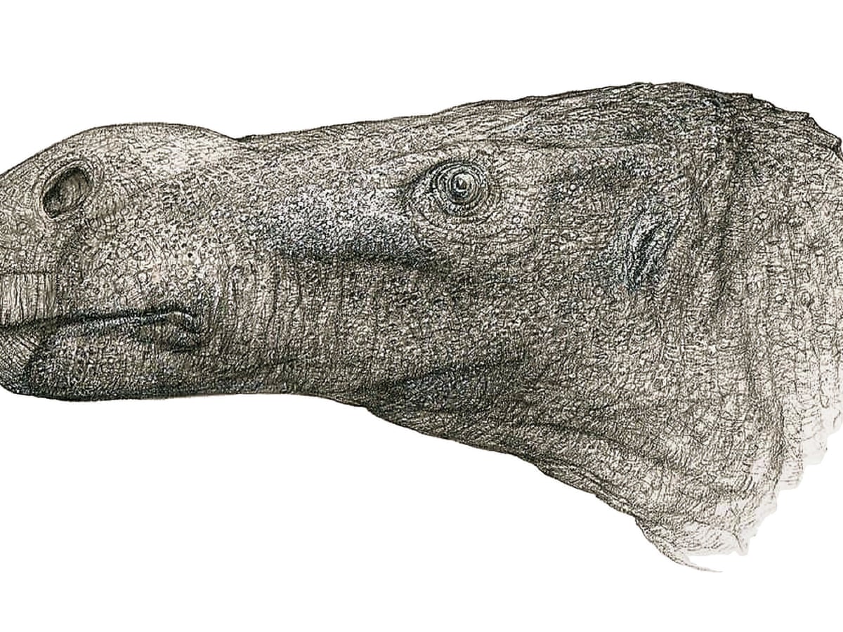 New Species Of Big Nosed Dinosaur Discovered By Retired Doctor Dinosaurs The Guardian New Species Of Big Nosed Dinosaur Discovered By Retired Doctor Dinosaurs The Guardian