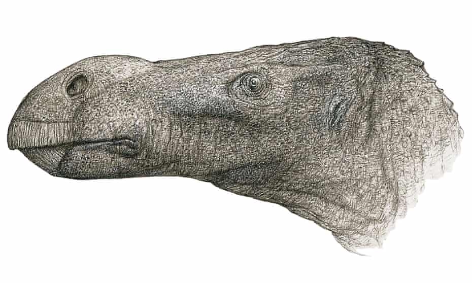 New species of big-nosed dinosaur discovered