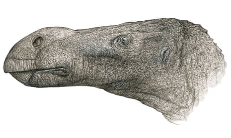 The distinctive head of new dinosaur species Brighstoneus simmondsi