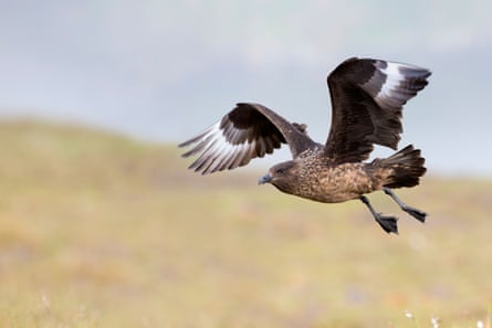 A great skua; Stercorarius skua on Shetland.