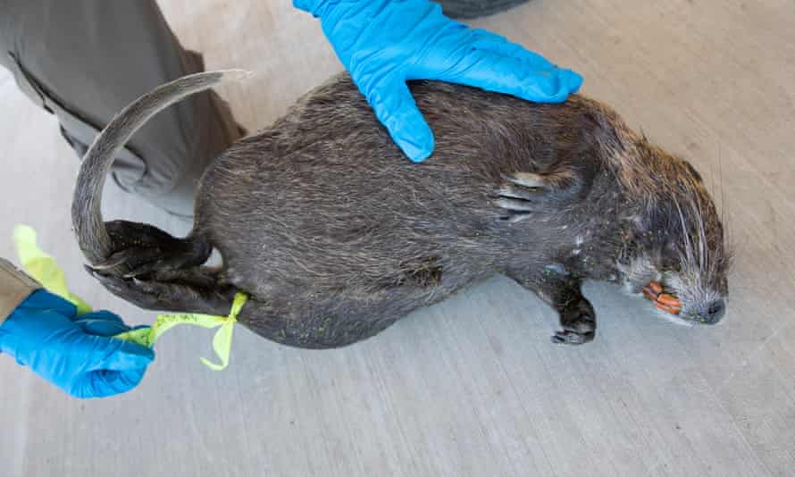 A dead nutria, about 6 months to 14 months old, trapped by state officials.