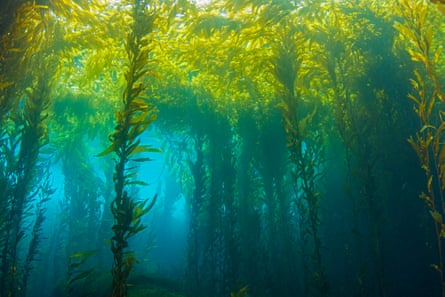 Kelp forests lit by southern California’s summer sunlight.