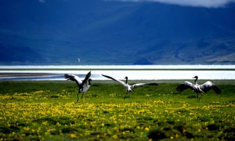Tibetan, or black-necked cranes pictured by a lake in Tibet