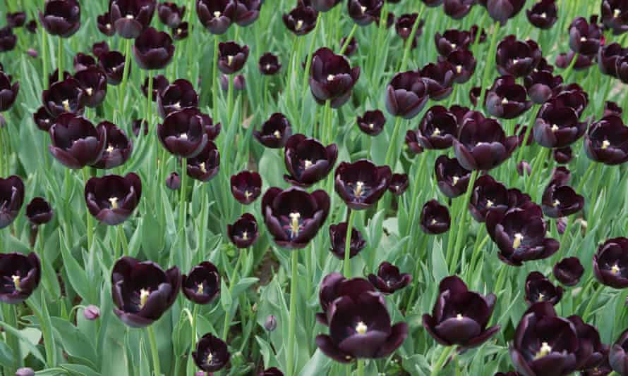 The dark blooms of Queen of the Night tulips